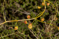 Drosera macrantha