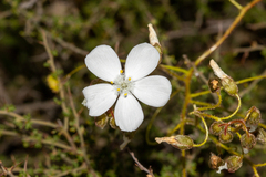 Drosera macrantha