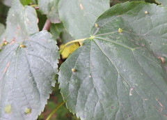 Eriophyes tiliae