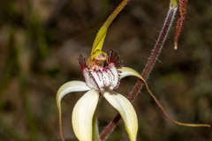 Caladenia longicauda