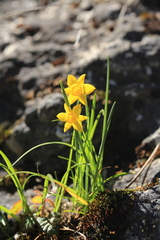 Narcissus