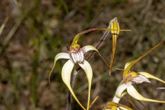 Caladenia longicauda