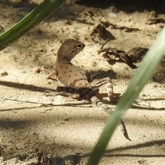 Callisaurus draconoides