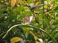 Luthrodes pandava