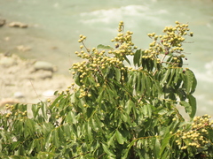 Sapindus mukorossi
