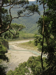 Sapindus mukorossi