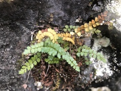 Asplenium viride