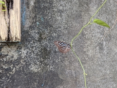 Ideopsis similis