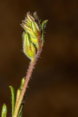 Hibbertia polystachya