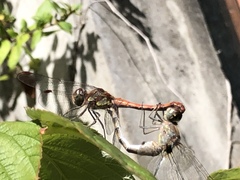 Sympetrum striolatum
