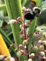 Bombus impatiens