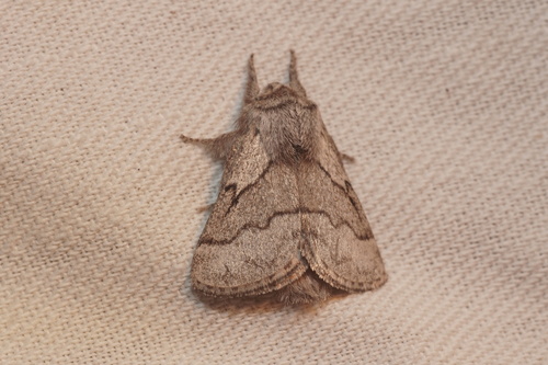 Trichiura crataegi