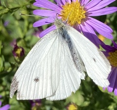 Pieris rapae