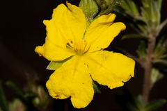 Hibbertia polystachya