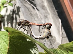 Sympetrum striolatum