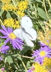 Pieris rapae