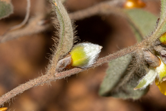 Hibbertia montana