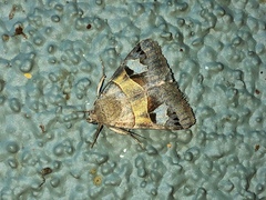 Melipotini