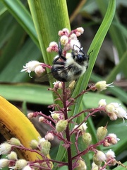 Bombus impatiens