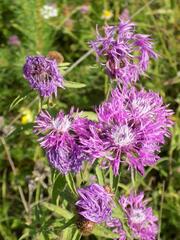 Centaurea phrygia pseudophrygia