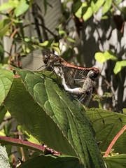 Sympetrum striolatum