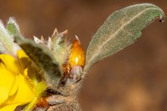 Hibbertia montana