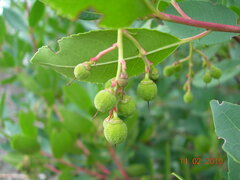 Arbutus andrachne
