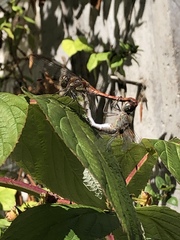 Sympetrum striolatum