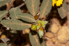 Hibbertia montana
