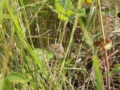 Scotopteryx chenopodiata