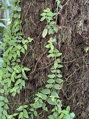 Psychotria serpens