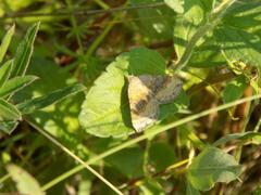 Scotopteryx chenopodiata