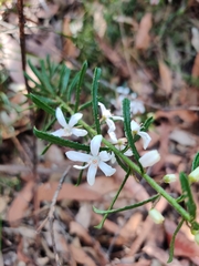 Philotheca hispidula