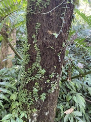 Psychotria serpens