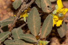 Hibbertia montana