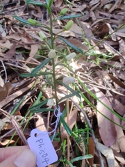 Philotheca hispidula