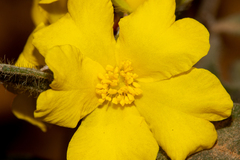 Hibbertia montana