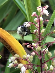 Bombus impatiens