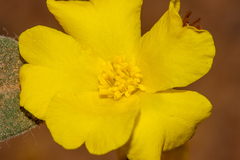 Hibbertia montana