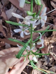 Philotheca hispidula