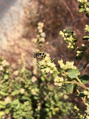 Eristalis hirta