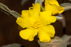 Hibbertia montana