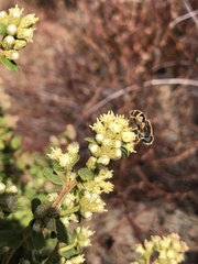 Eristalis hirta