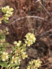 Eristalis hirta