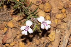 Hemiandra pungens