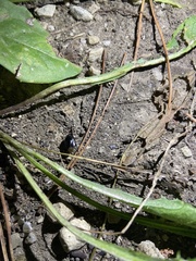 Pangaeus bilineatus