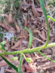 Philotheca hispidula