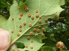 Neuroterus numismalis
