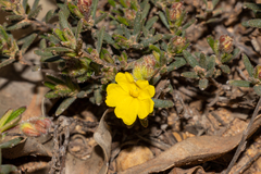 Hibbertia polystachya