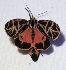 Apantesis parthenice